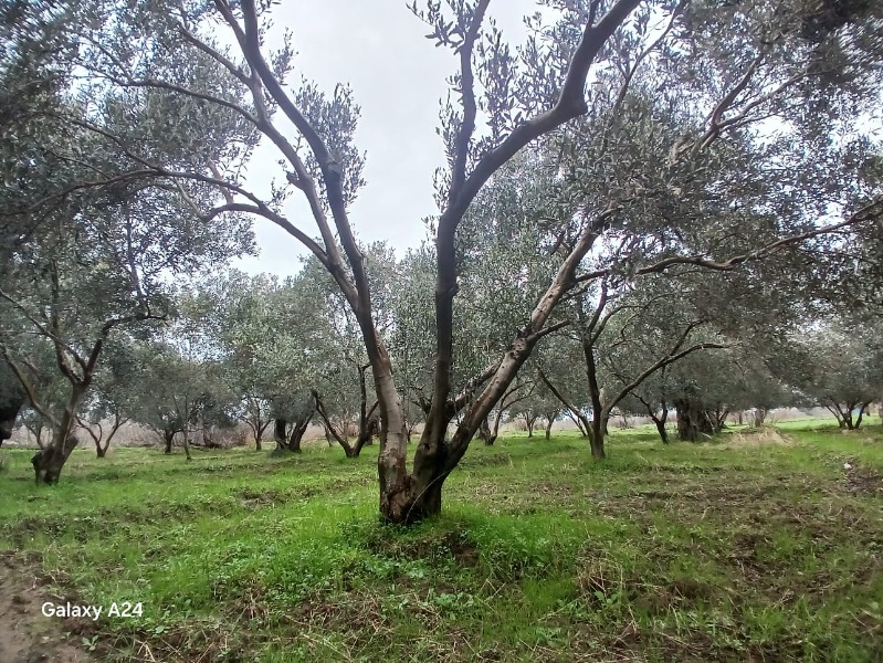 İlan fotoğrafları