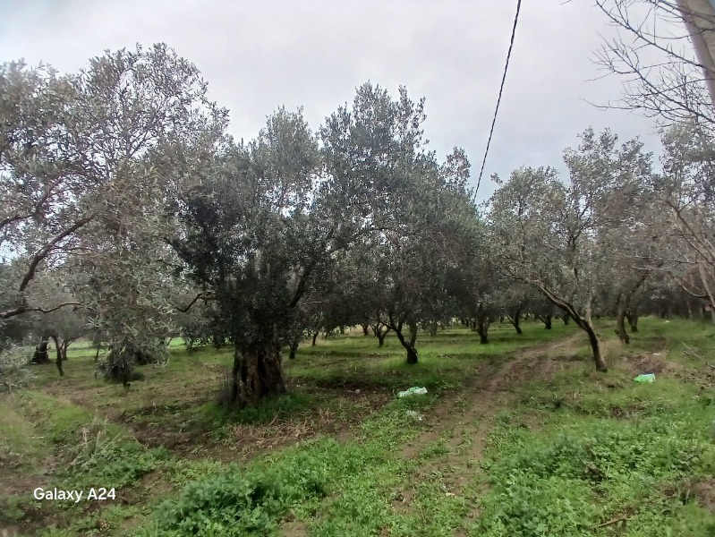 Büyü2677 Büyü2677