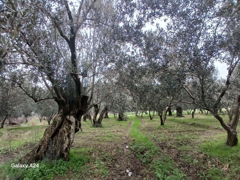 İlan fotoğrafları