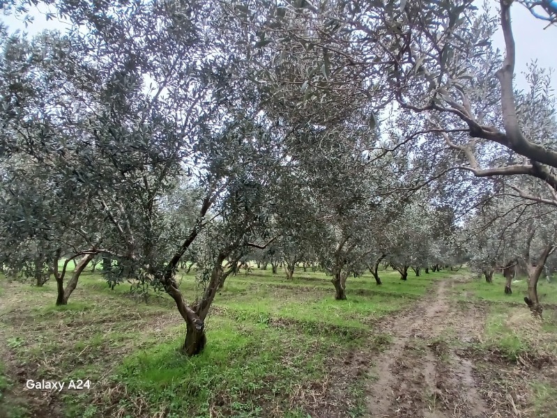 İlan fotoğrafları