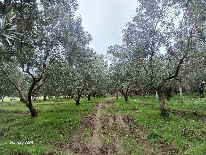 İlan fotoğrafları