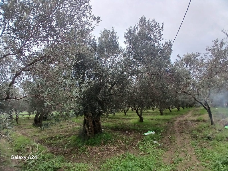 Büyü2686 Büyü2686