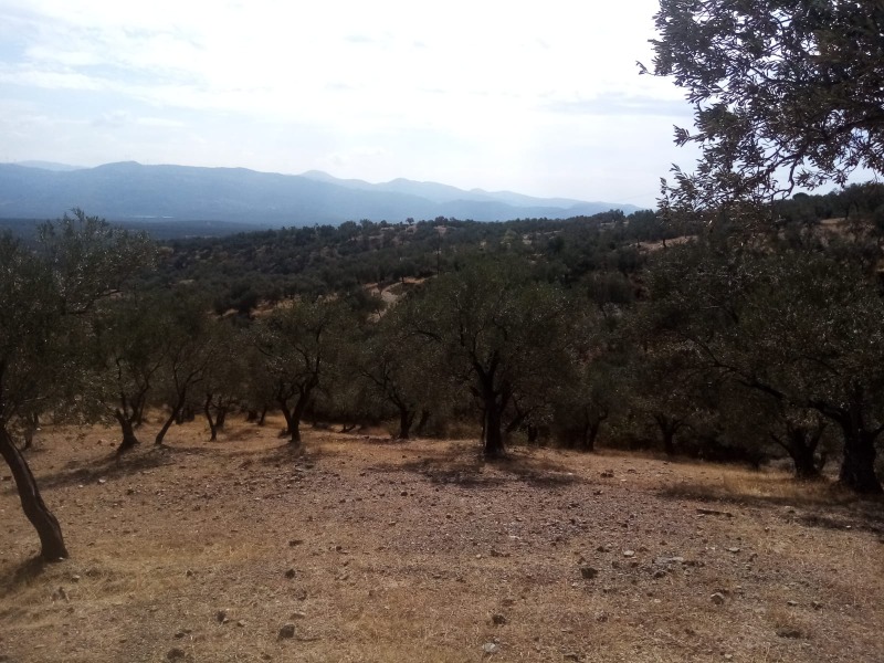 Büyü2688 Büyü2688