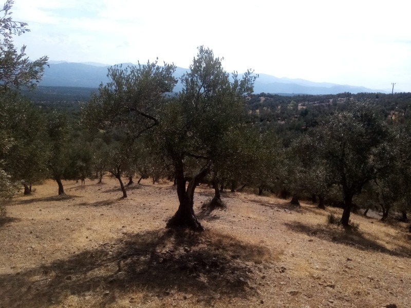 Büyü2699 Büyü2699