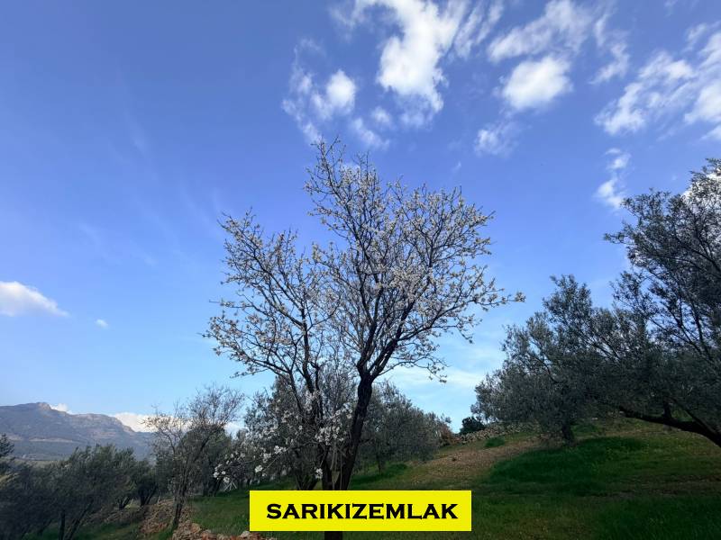 Büyü13458
