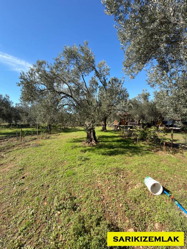 Büyü9769