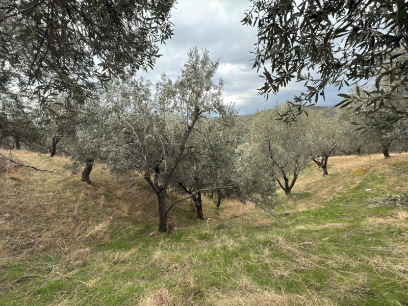 Büyü2022