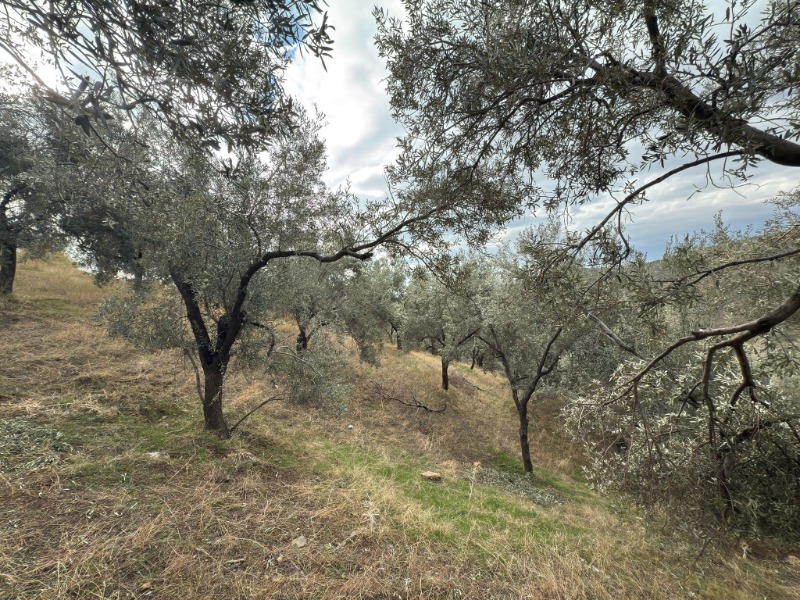 Büyü2024